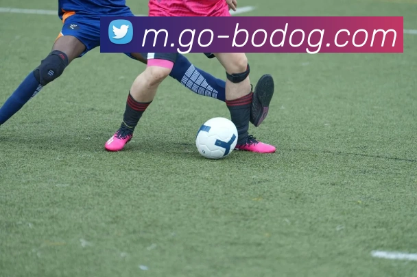 博狗娱乐平台生态图